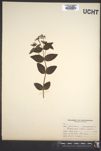 Houstonia purpurea image