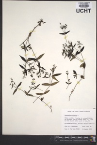 Houstonia purpurea image