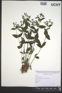 Houstonia purpurea image