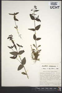 Houstonia purpurea image