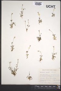 Houstonia pusilla image