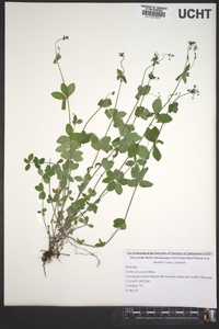 Galium circaezans image