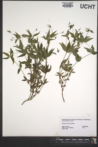 Galium latifolium image