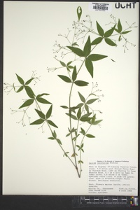 Galium latifolium image