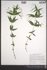 Galium latifolium image