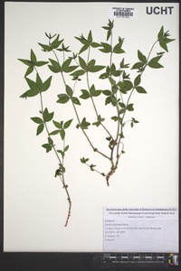 Galium latifolium image