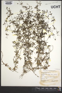 Galium obtusum image