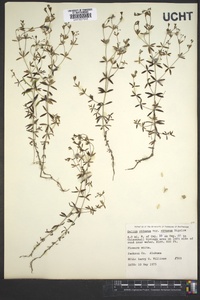 Galium obtusum image