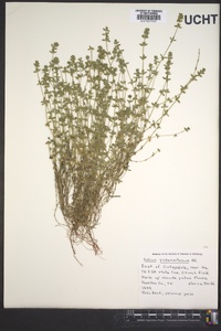 Cruciata pedemontana image