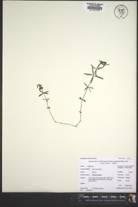 Galium obtusum image