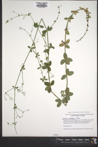 Galium pilosum image