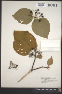 Viburnum lantanoides image