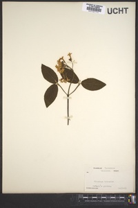 Viburnum carlesii var. bitchiuense image
