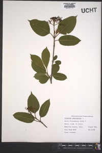 Viburnum cassinoides image