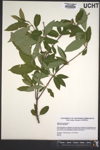 Viburnum cassinoides image