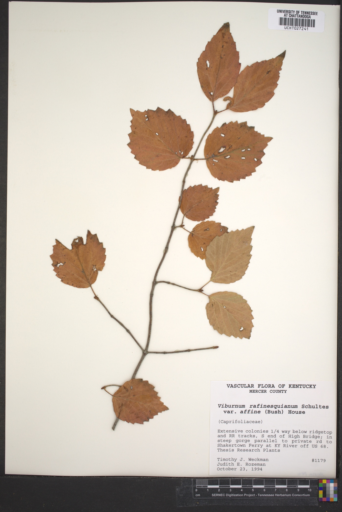 Viburnum rafinesqueanum var. affine image
