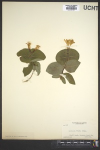 Lonicera flava image