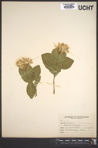 Lonicera flava image