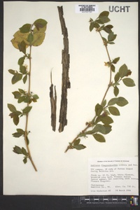 Lonicera fragrantissima image