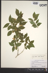 Lonicera canadensis image