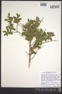 Lonicera canadensis image