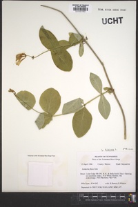 Lonicera dioica image