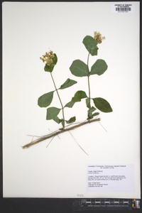 Lonicera dioica image