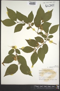 Lonicera maackii image