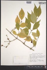 Lonicera maackii image