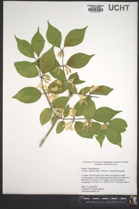 Lonicera maackii image