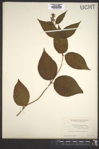 Lonicera periclymenum image