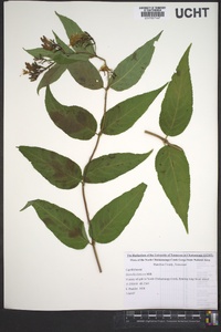 Diervilla lonicera image