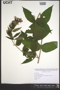 Diervilla sessilifolia image