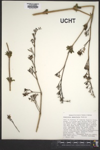 Diervilla sessilifolia image