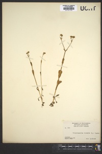 Valerianella locusta image