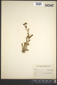 Valerianella umbilicata image