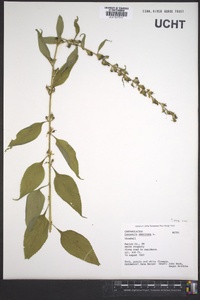 Campanulastrum americanum image