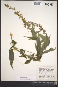 Campanulastrum americanum image