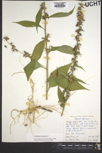 Campanulastrum americanum image