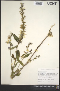 Campanulastrum americanum image