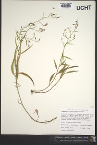 Campanula divaricata image