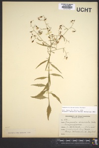 Campanula divaricata image