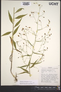 Campanula divaricata image