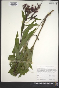 Vernonia gigantea subsp. gigantea image