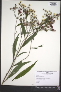 Vernonia flaccidifolia image