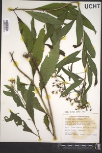 Vernonia flaccidifolia image