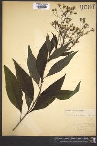 Vernonia flaccidifolia image