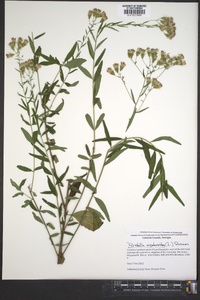 Brickellia eupatorioides image