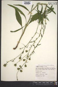 Liatris aspera image