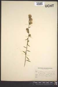 Liatris scariosa image